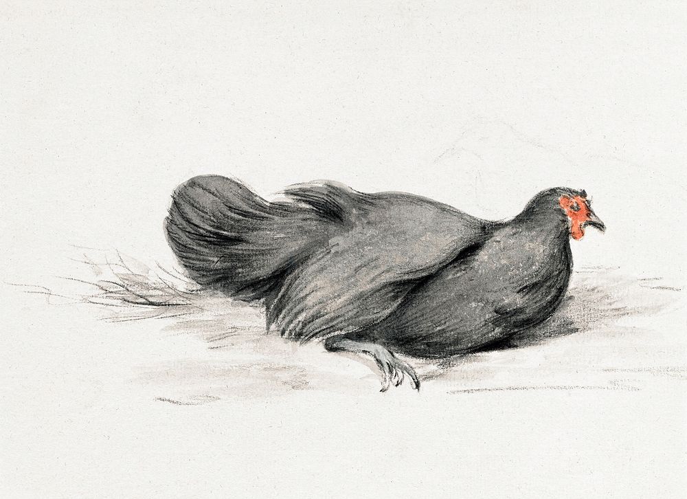 Black chicken (1775&ndash;1833) drawing in high resolution by Jean Bernard. Original from the Rijksmuseum. Digitally…