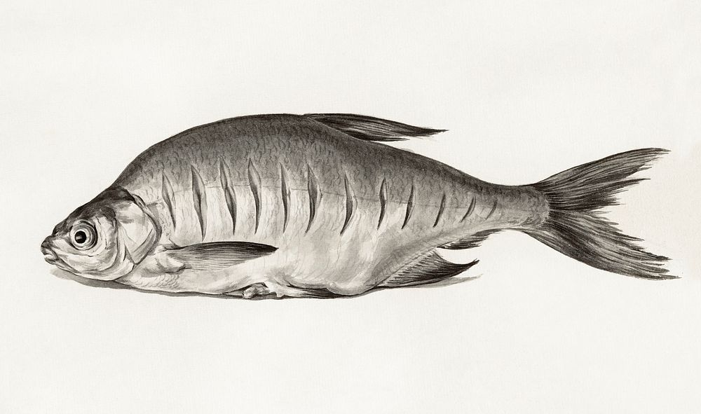 Fish (1775&ndash;1833) drawing in high resolution by Jean Bernard. Original from the Rijksmuseum. Digitally enhanced by…