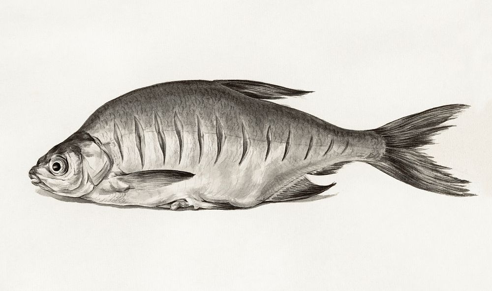 Fish (1775–1833) drawing in high resolution by Jean Bernard. Original from the Rijksmuseum. Digitally enhanced by rawpixel.