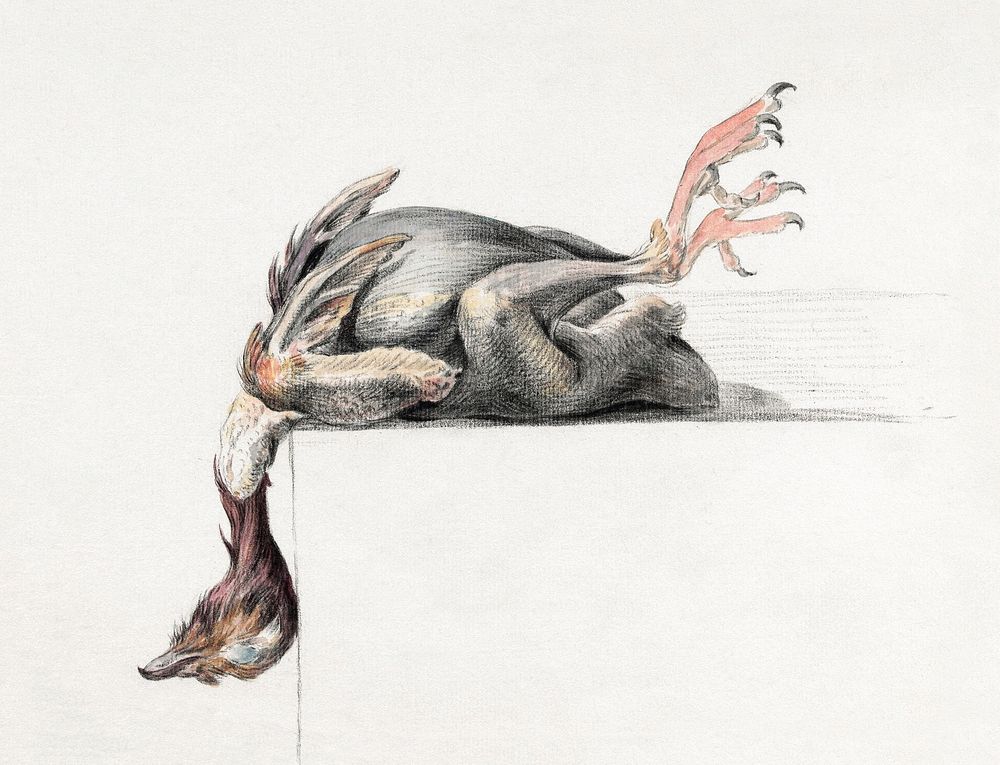 Plucked bird, hanging head down (1775&ndash;1833) drawing in high resolution by Jean Bernard. Original from the Rijksmuseum.…