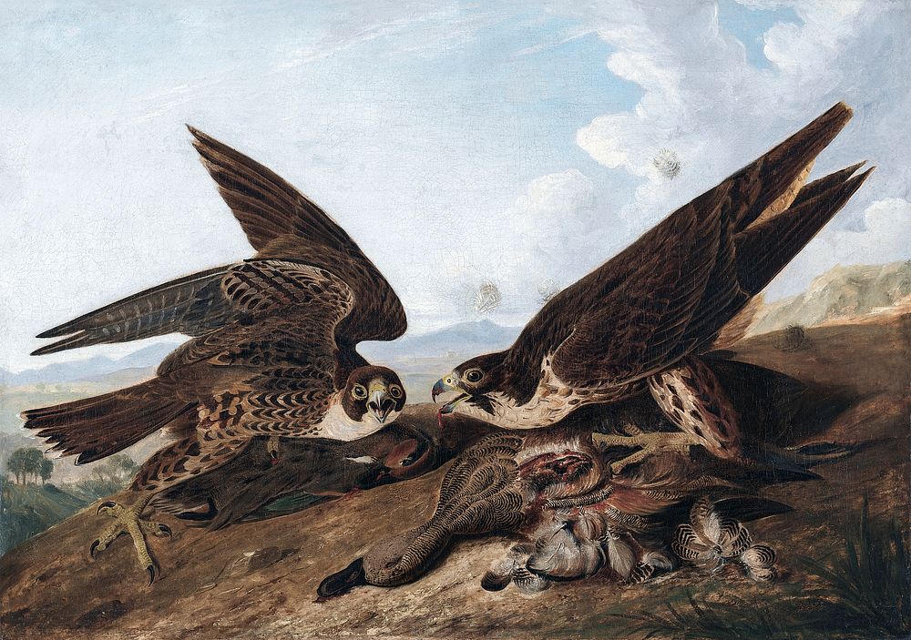 Peregrine Falcons (Duck Hawks) (ca. 1827) painting in high resolution by John James Audubon. Original from the Cleveland…