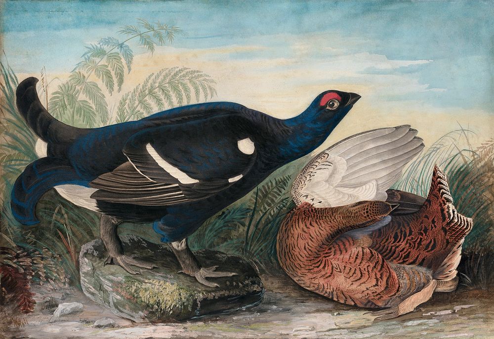English Black Cocks (1828) painting in high resolution by John James Audubon. Original from the National Gallery of Art.…