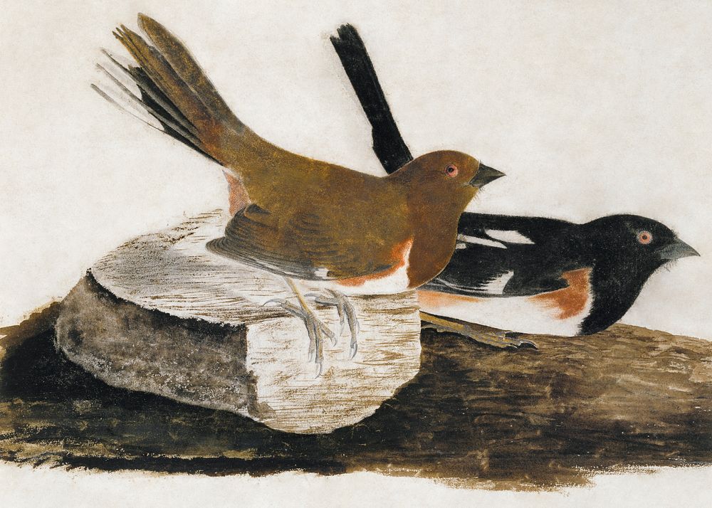 Towhee Bunting (1812) painting in high resolution by John James Audubon. Original from the Smithsonian Institution.…