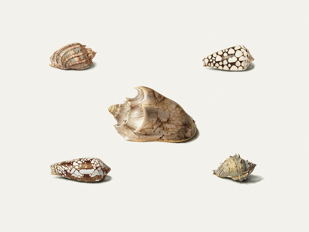 Five Shells (1782&ndash;1861) drawing in high resolution by Georgius Jacobus johannes van Os. Original from the MET Museum.…