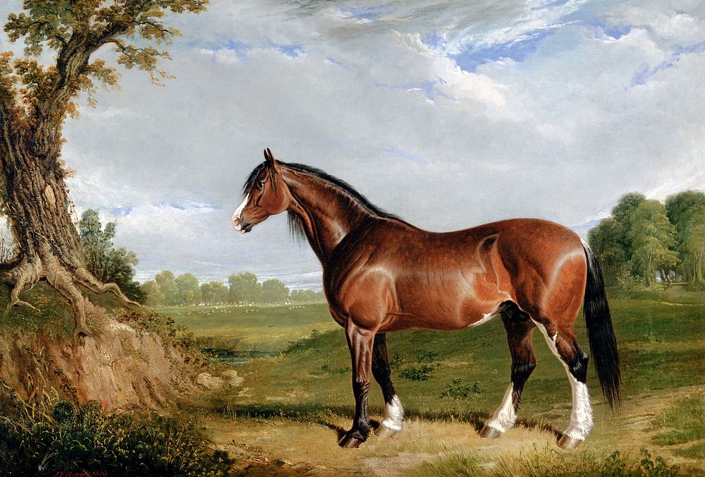 A Clydesdale Stallion (1820) painting in high resolution by John Frederick Herring. Original from Yale University Art…