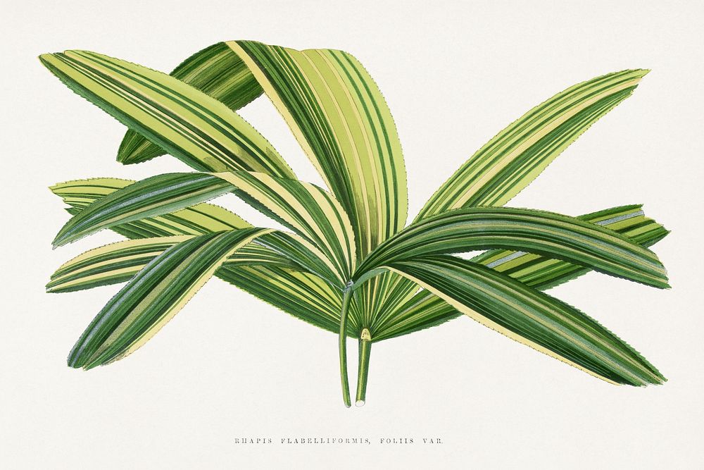Broadleaf lady palm illustration.  Digitally enhanced from our own original 1865 edition of Les Plantes à Feuillage Coloré…