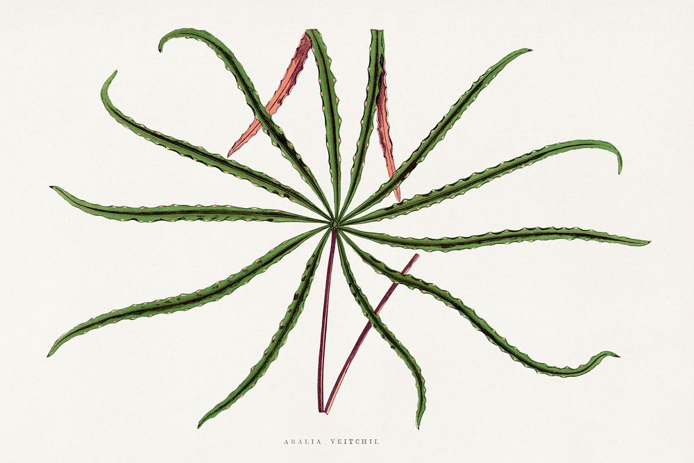Aralia Veitchii leaf illustration.  Digitally enhanced from our own original 1865 edition of Les Plantes à Feuillage Coloré…