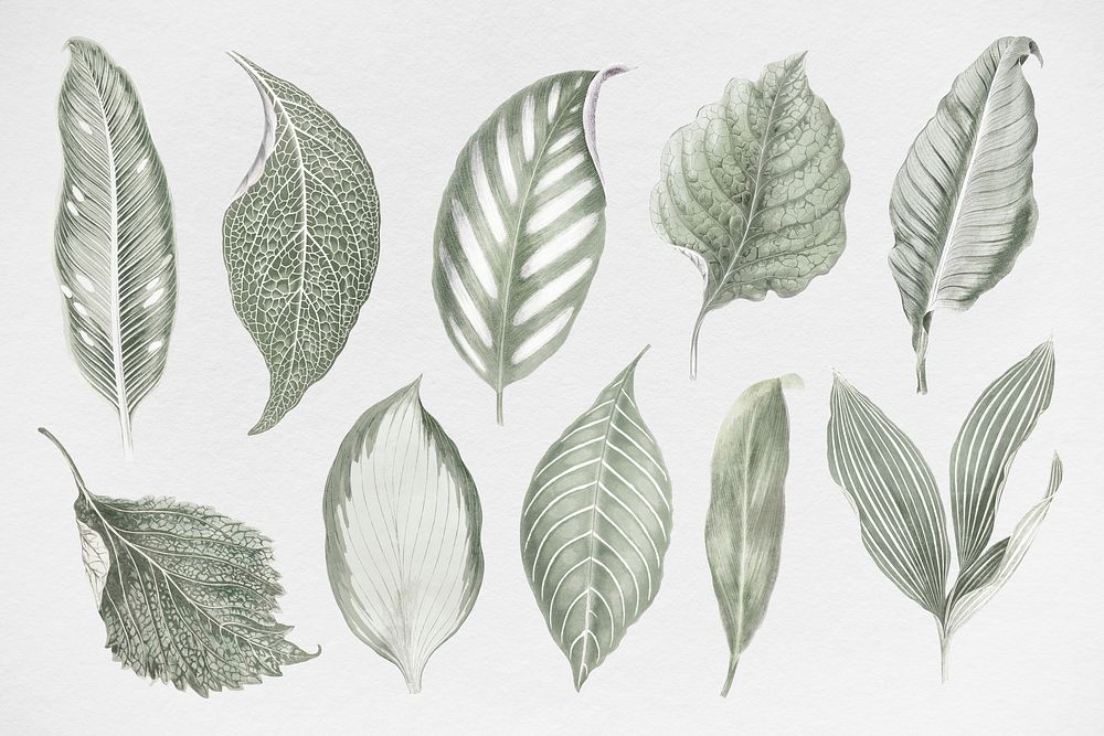 Silver leaf illustration, aesthetic nature graphic set psd