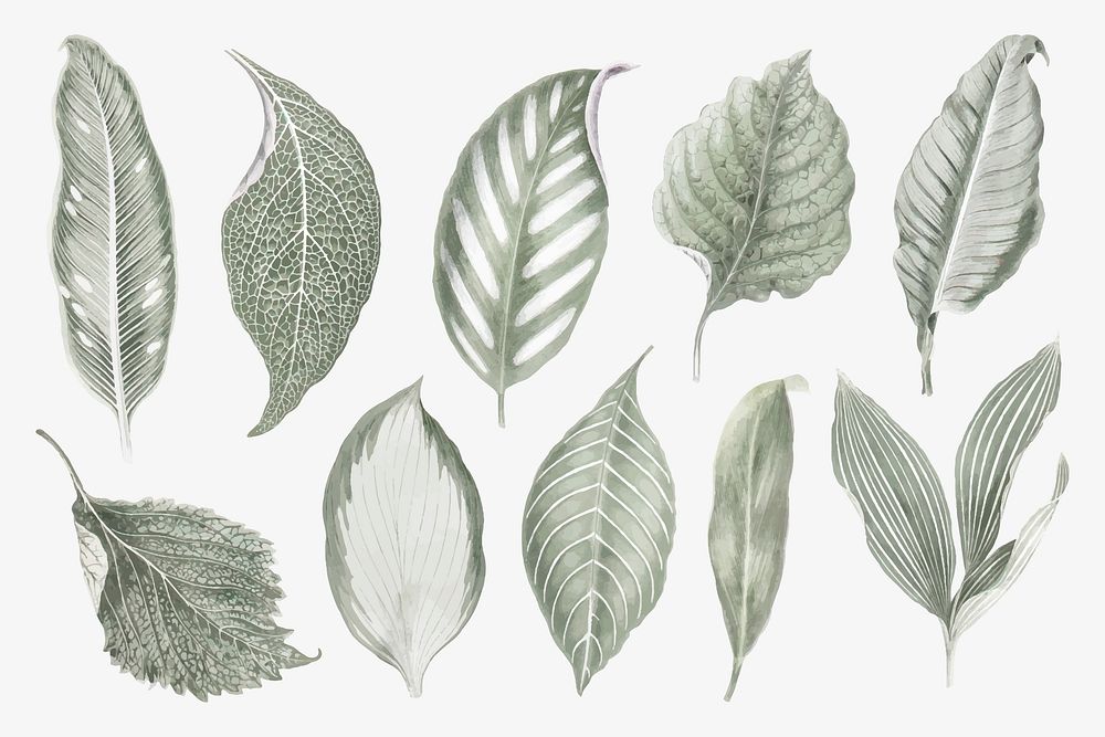 Silver leaf illustration, aesthetic nature graphic set vector