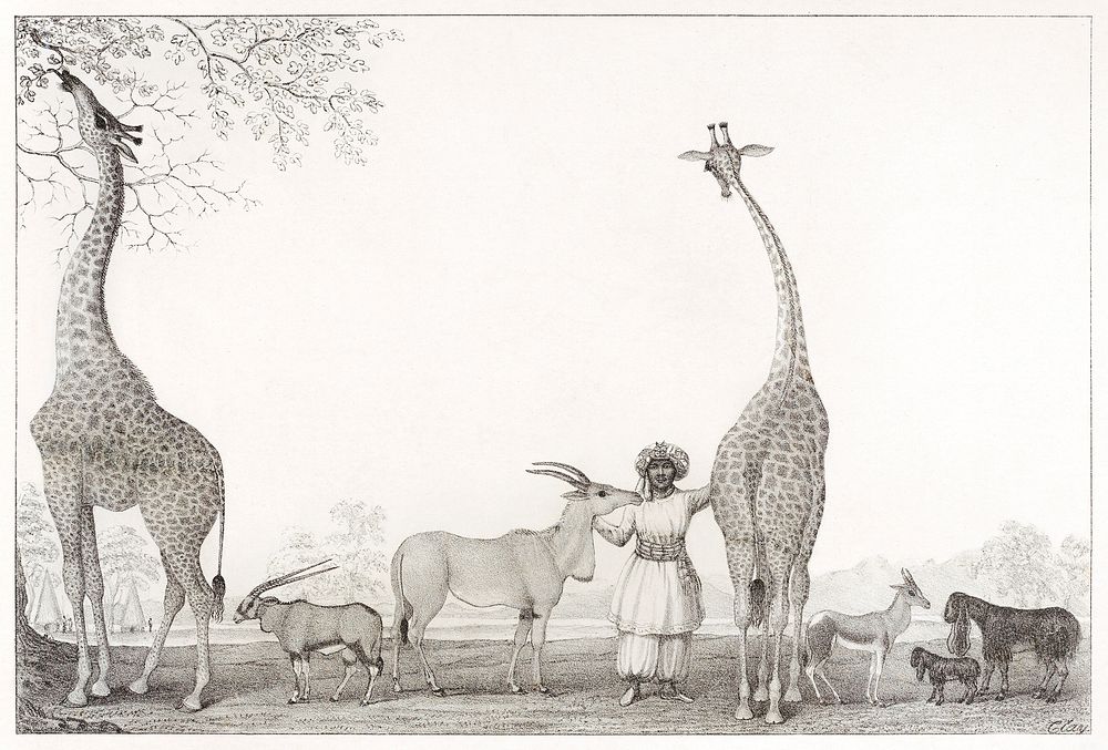 The Majestic and Graceful Giraffes, or Cameleopards, with some Rare Animals of the Gazelle Species (1838) by Edward Williams…