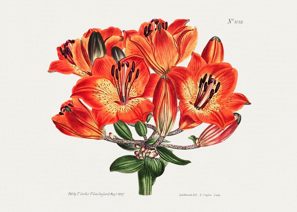 The Botanical Magazine or Flower Garden Displayed: Orange Lily (1807) by Thomas Curtis. Original from The Cleveland Museum…
