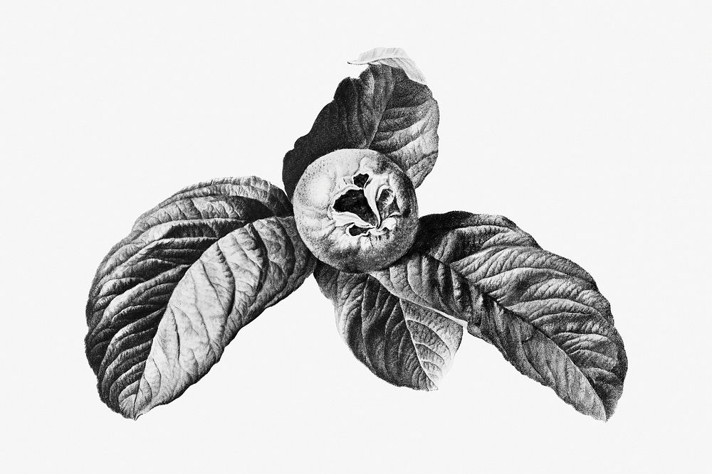 Vintage black and white medlar fruit with leaves design element