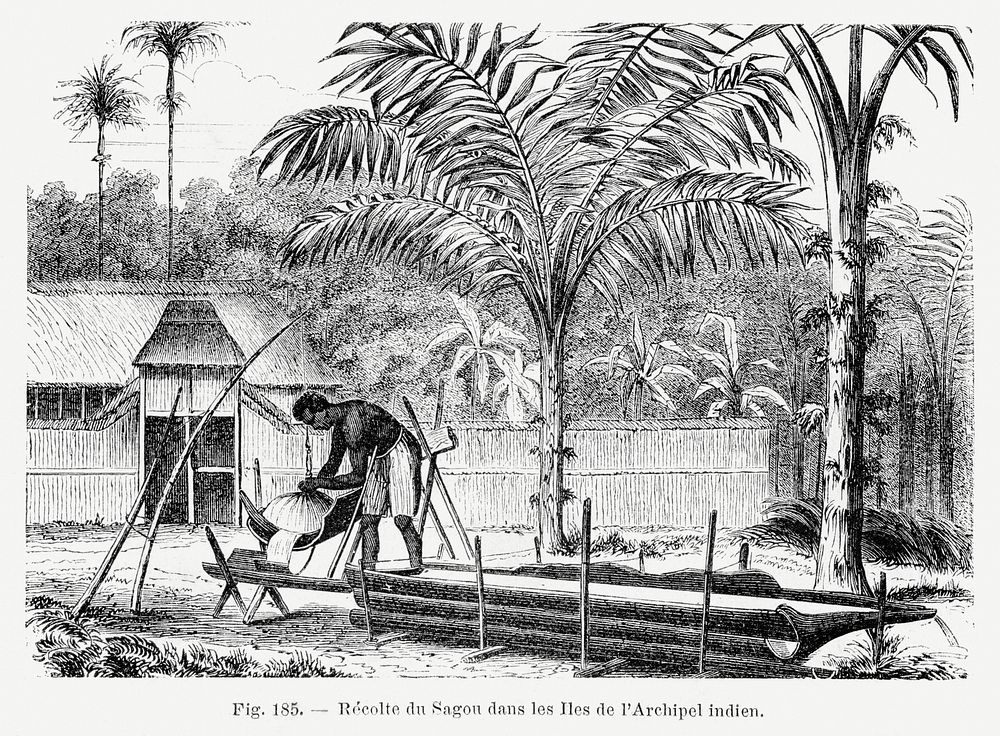 Classic nature landscape drawing with palm trees. Digitally enhanced from our own original copy of Les Palmiers Histoire…