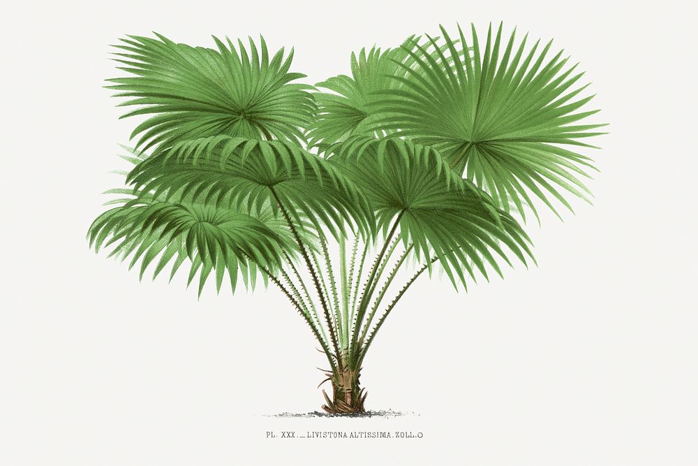 Vintage palm tree illustration. Digitally enhanced from our own original copy of Les Palmiers Histoire Iconographique…