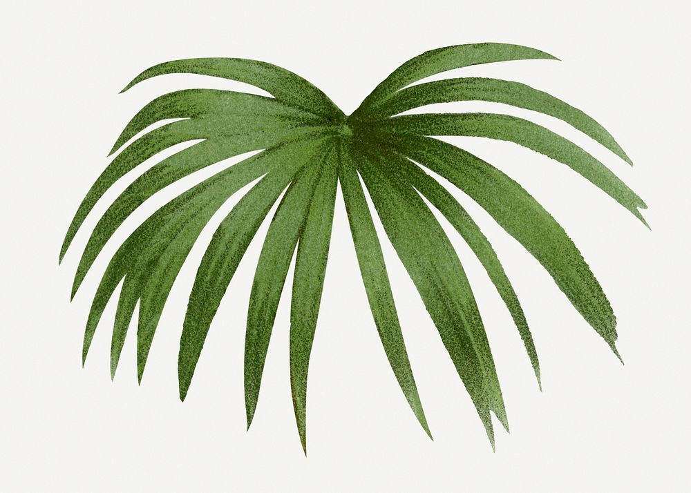 Palm leaf illustration, vintage botanical drawing in green watercolor