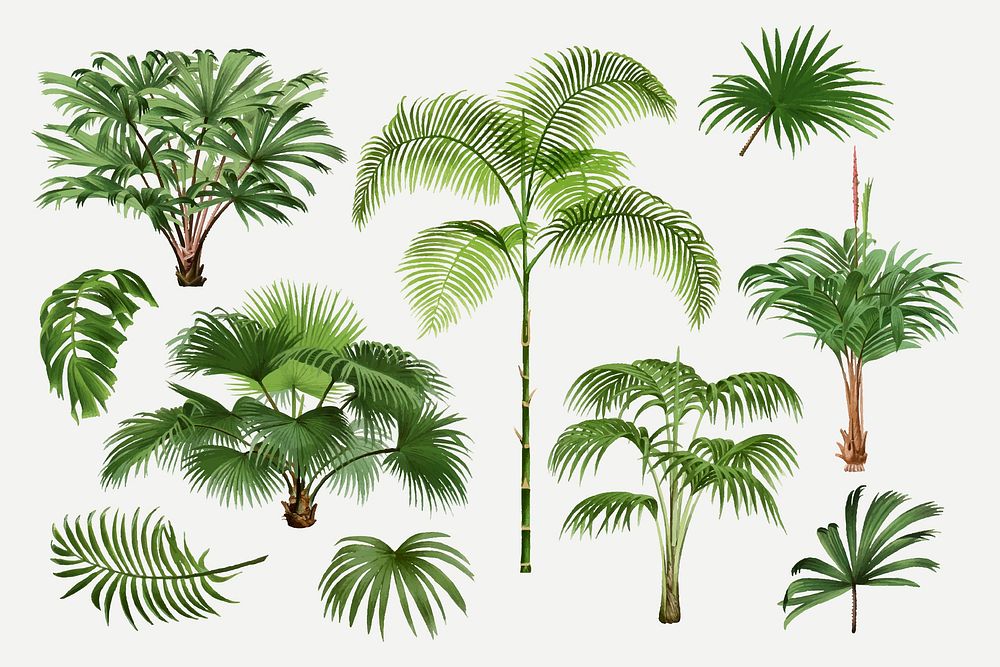 Palm tree clip art, aesthetic botanical illustration, vector collage element set