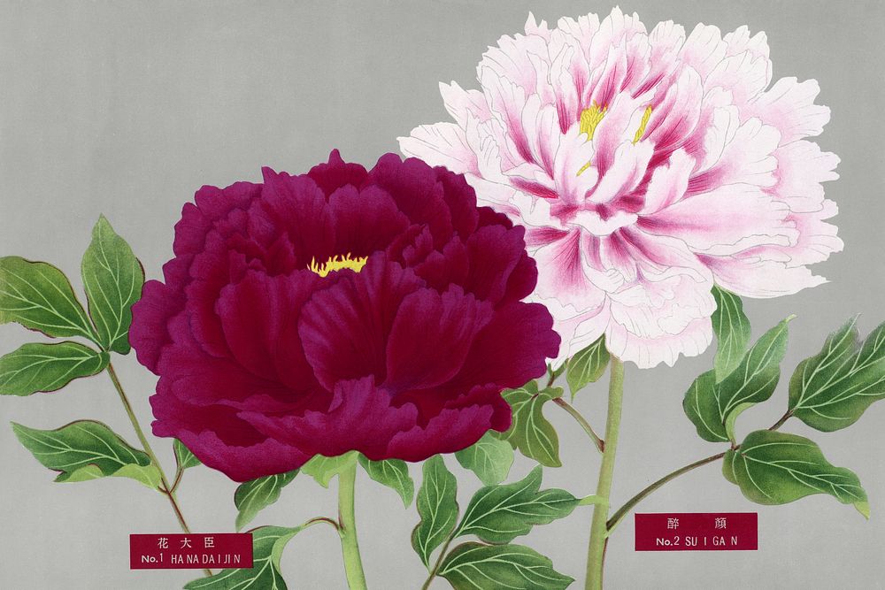 Pink & fuchsia peonies, vintage flower print from The Picture Book of Peonies by the Niigata Prefecture, Japan. Digitally…