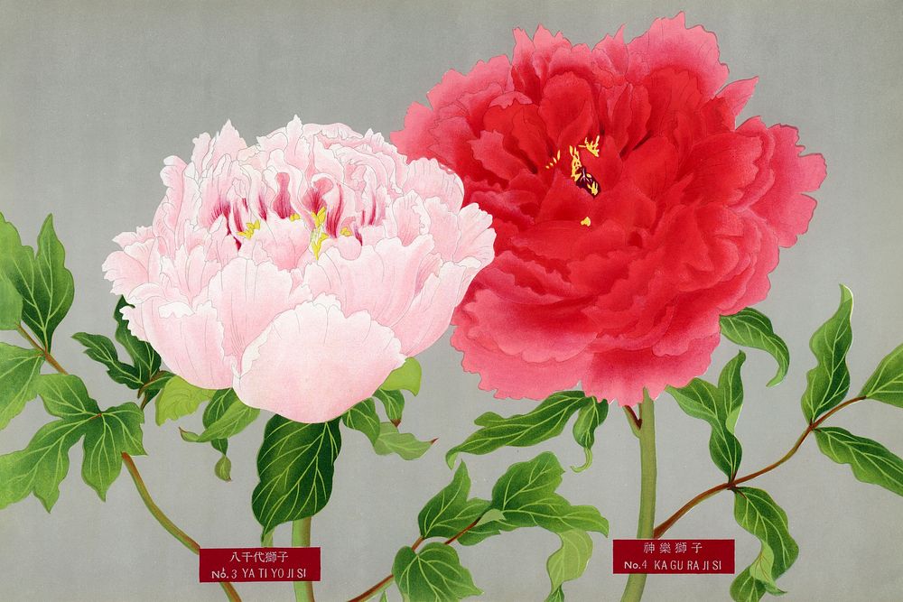 Vintage peony flowers in pink & red, print from The Picture Book of Peonies by the Niigata Prefecture, Japan. Digitally…