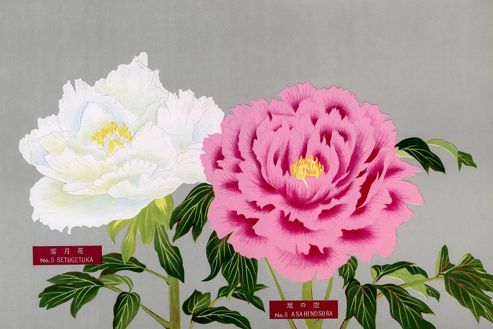 Pink & white peonies, vintage flower print from The Picture Book of Peonies by the Niigata Prefecture, Japan. Digitally…