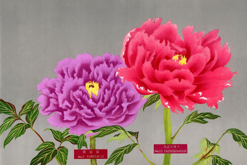Vintage peony flowers in pink & purple, print from The Picture Book of Peonies by the Niigata Prefecture, Japan. Digitally…