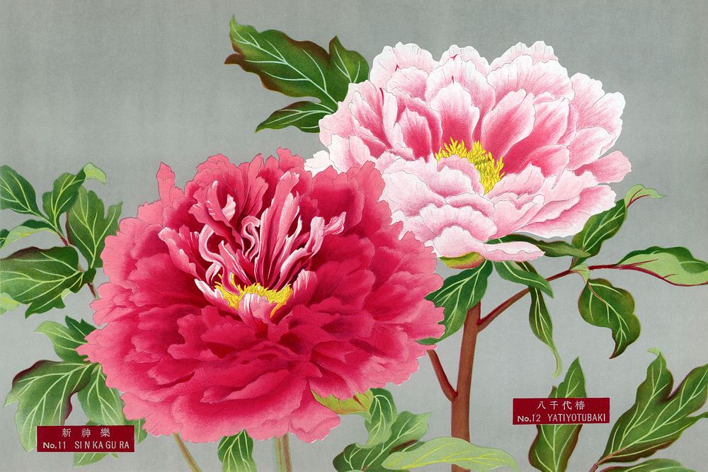 Vintage peony flowers in pink, print from The Picture Book of Peonies by the Niigata Prefecture, Japan. Digitally enhanced…
