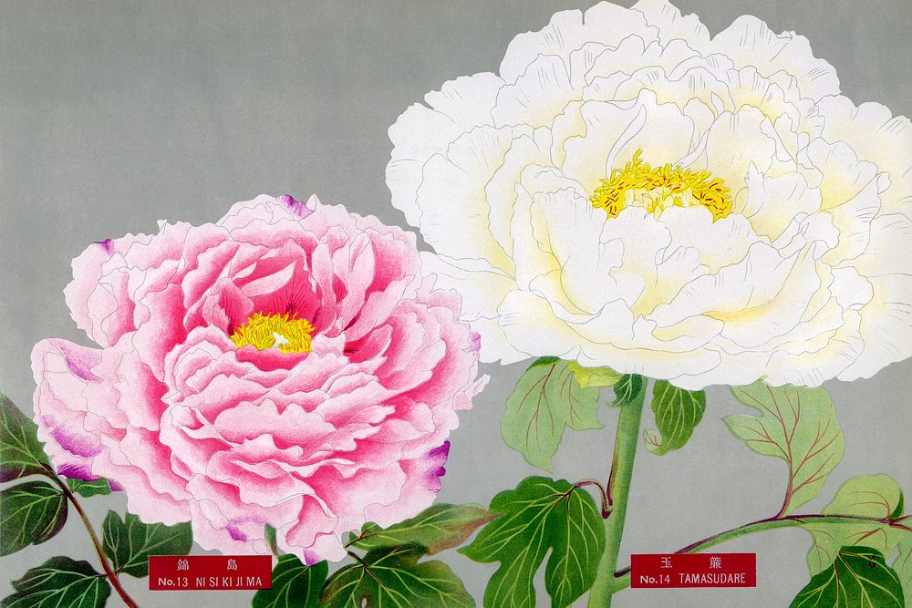 Pink & white peonies, vintage flower print from The Picture Book of Peonies by the Niigata Prefecture, Japan. Digitally…