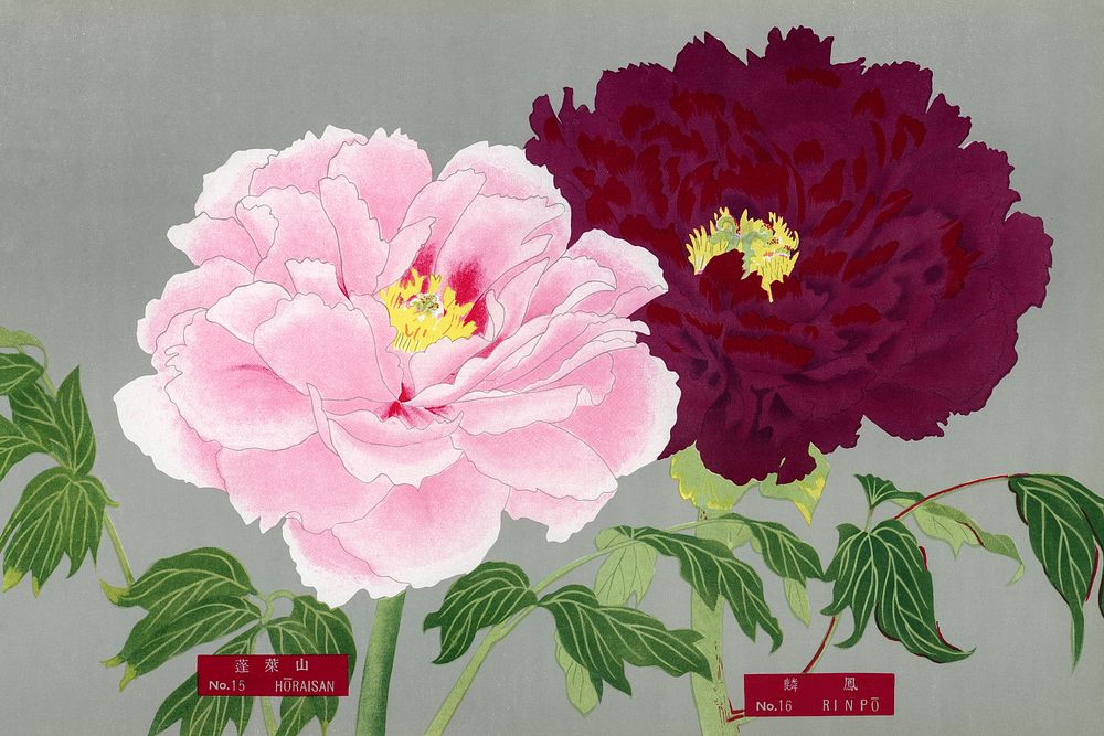 Vintage peony flowers in pink & fuchsia, print from The Picture Book of Peonies by the Niigata Prefecture, Japan. Digitally…