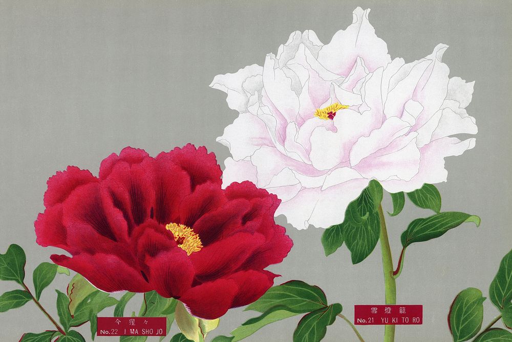 Vintage peony flowers in white & red, print from The Picture Book of Peonies by the Niigata Prefecture, Japan. Digitally…