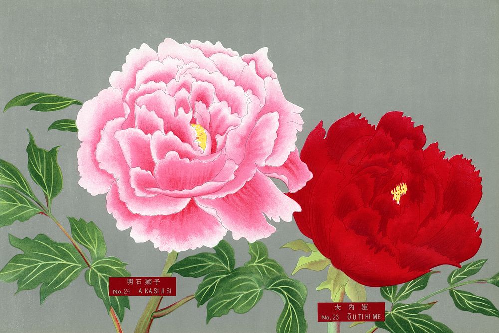 Japanese pink & red peony flowers, vintage floral print from The Picture Book of Peonies by the Niigata Prefecture, Japan.…