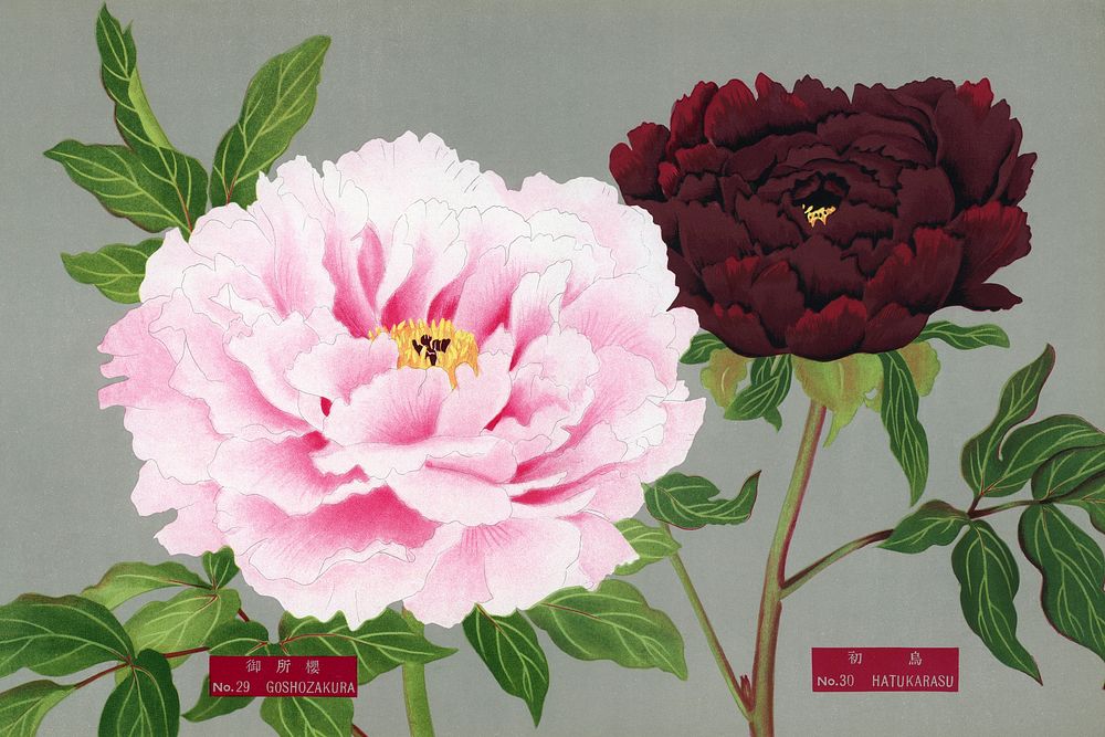 Peony blossom, pink & fuchsia flower, vintage print from The Picture Book of Peonies by the Niigata Prefecture, Japan.…