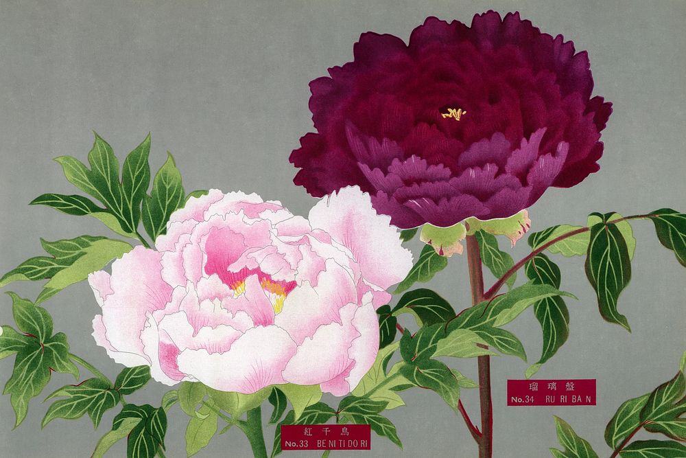 Japanese pink & fuchsia peony flowers, vintage floral print from The Picture Book of Peonies by the Niigata Prefecture…