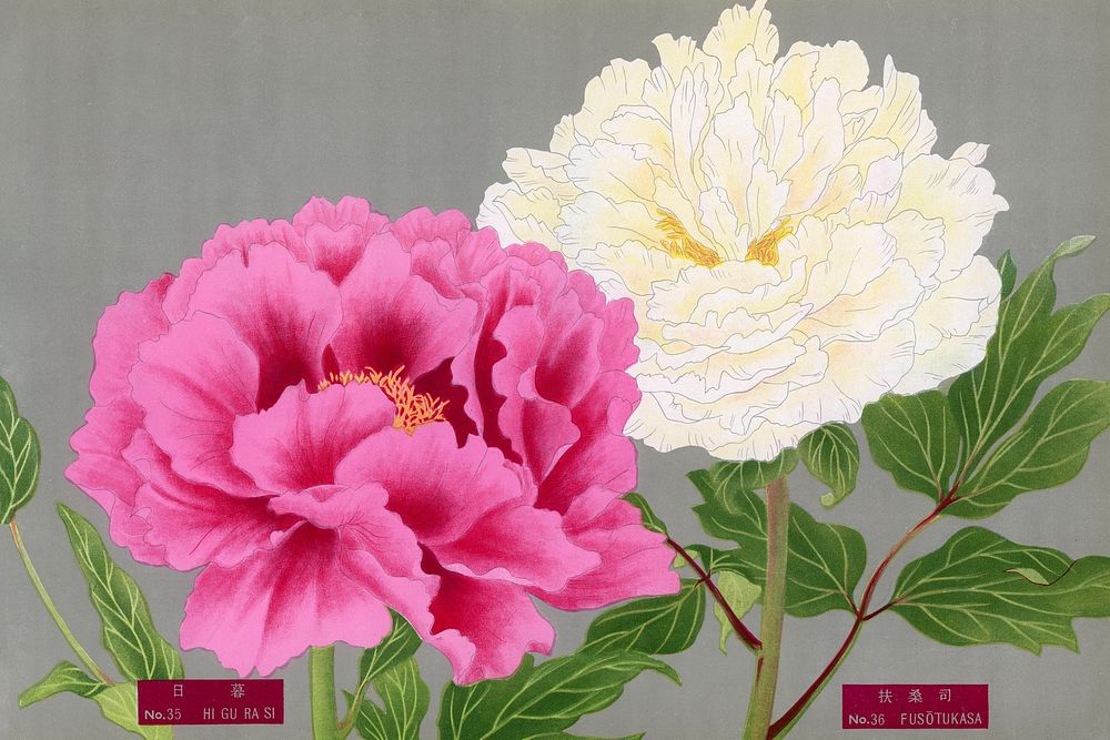 Japanese pink & white peony flowers, vintage floral print from The Picture Book of Peonies by the Niigata Prefecture, Japan.…