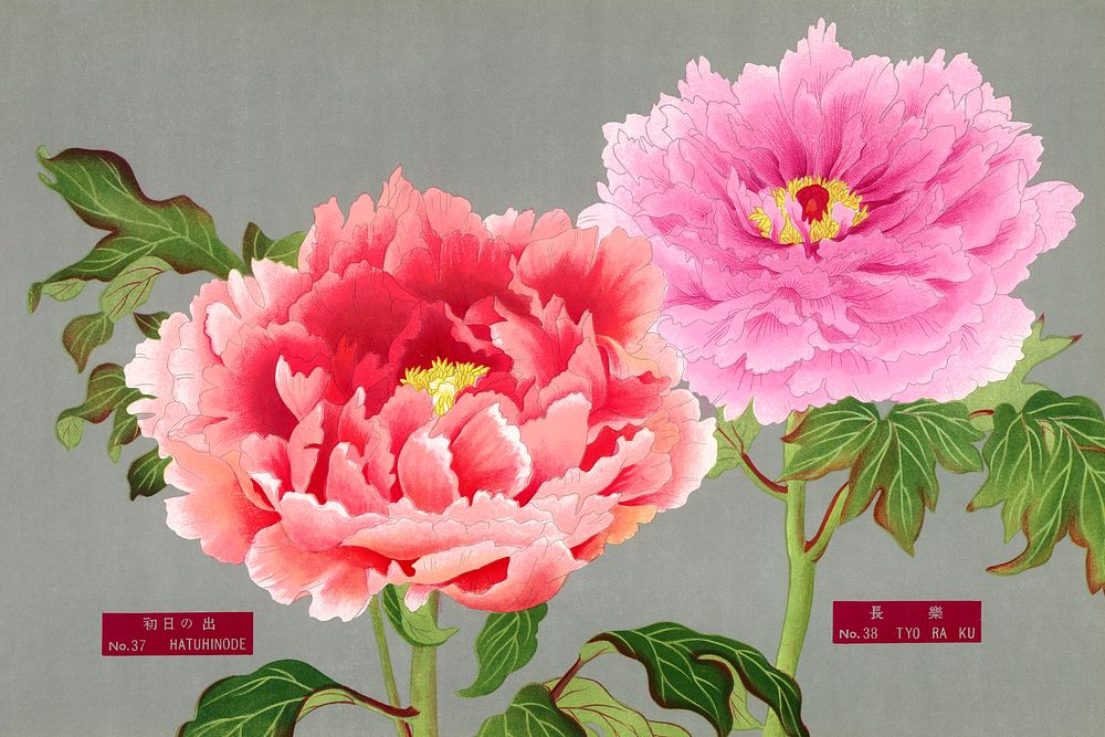 Peony blossom, pink & red flower, vintage print from The Picture Book of Peonies by the Niigata Prefecture, Japan. Digitally…