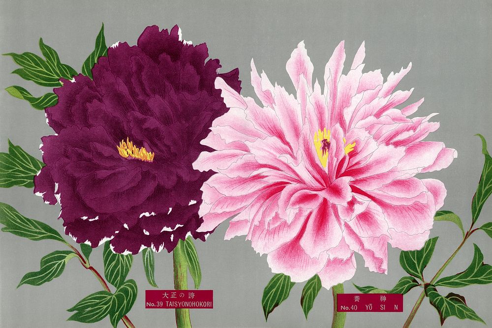 Japanese pink & fuchsia peony flowers, vintage floral print from The Picture Book of Peonies by the Niigata Prefecture…