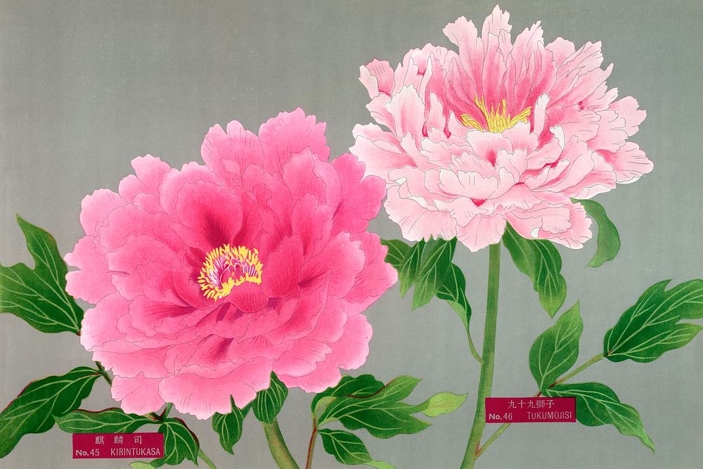 Pink peonies, vintage flower print from The Picture Book of Peonies by the Niigata Prefecture, Japan. Digitally enhanced…