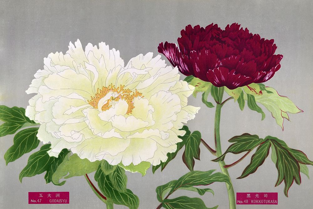 Vintage peony flowers in white & fuchsia, print from The Picture Book of Peonies by the Niigata Prefecture, Japan. Digitally…