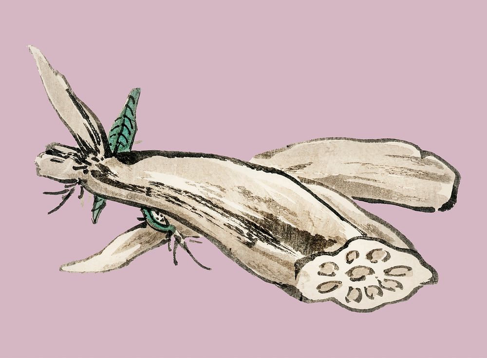 Lotus Root by Kōno Bairei (1844-1895). Digitally enhanced from our own original 1913 edition of Bairei Gakan.