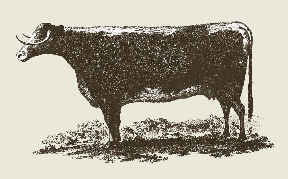 Vintage cow illustration