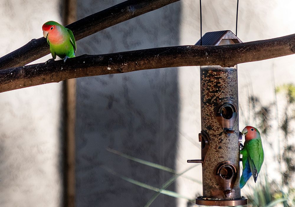 Peach-faced lovebirds enjoy a free meal in the courtyard of a home in Paradise Valley, neighboring Phoenix in Maricopa…