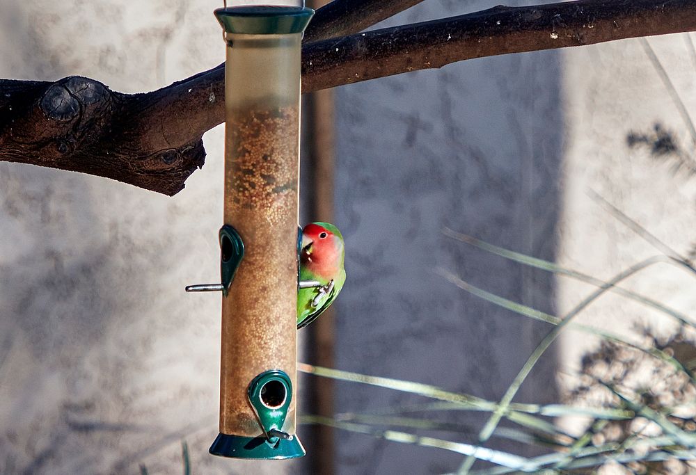 A peach-faced lovebird enjoys a free meal in the courtyard of a home in Paradise Valley, neighboring Phoenix in Maricopa…