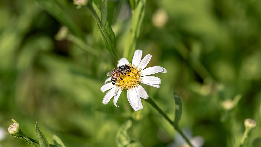 Bee pollinating a yellow flower in the wild