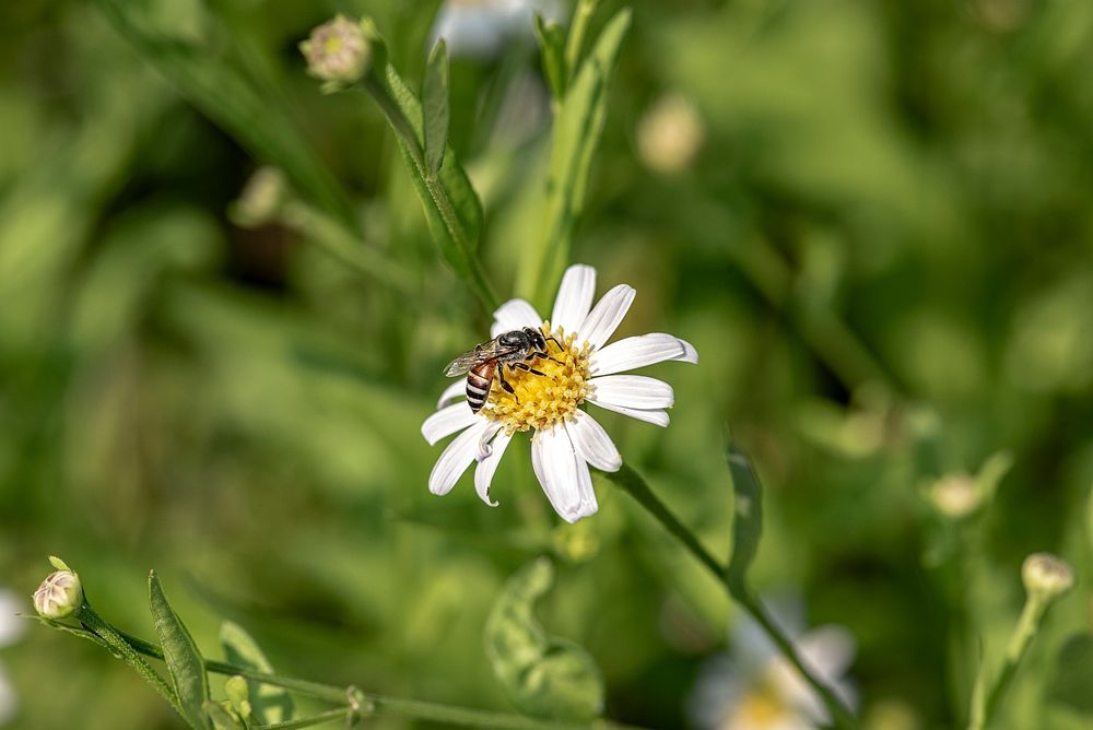Bee pollinating a yellow flower in the wild