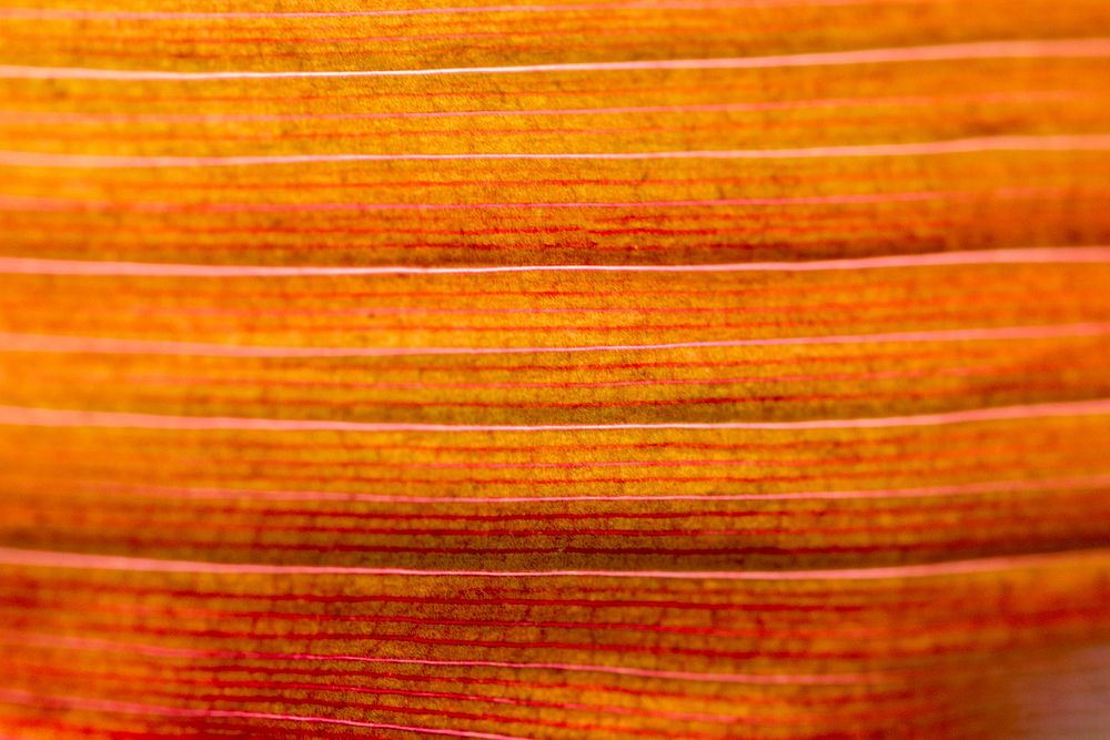 Colorful line art of Ti or Cordyline leaves texture pattern macro photography