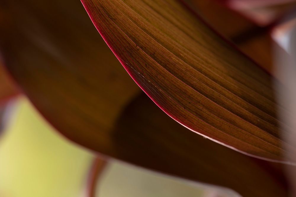 Beautiful brown and pink Ti or Cordyline leaves macro photography