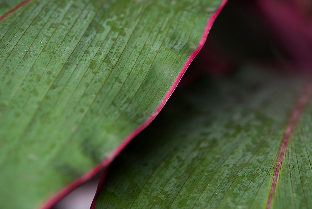 Beautiful green and pink Ti or Cordyline leaves macro photography