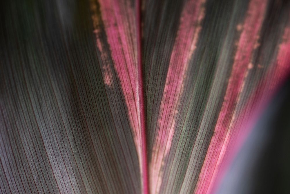 Foliage line art of Ti or Cordyline leaves macro photography