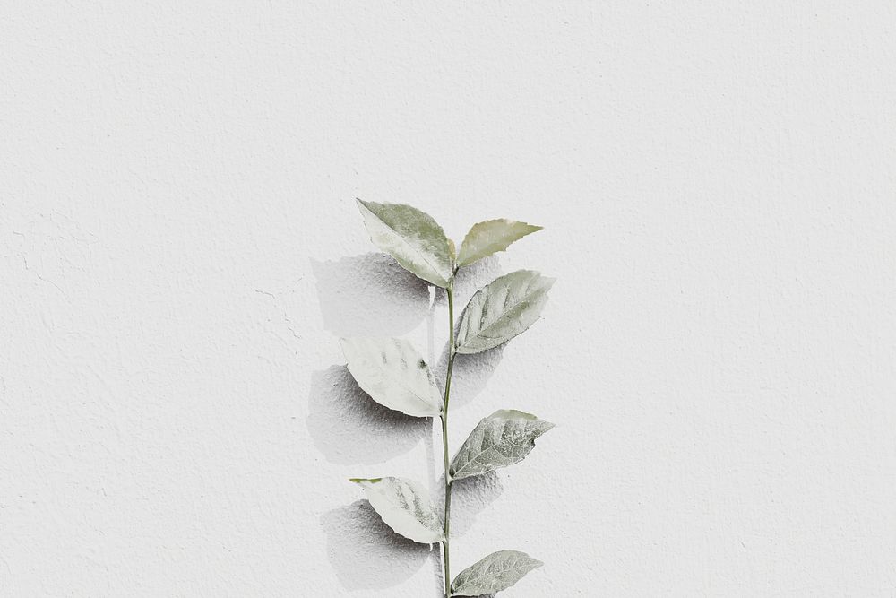 White plant branch on a gray brick wall in natural light background