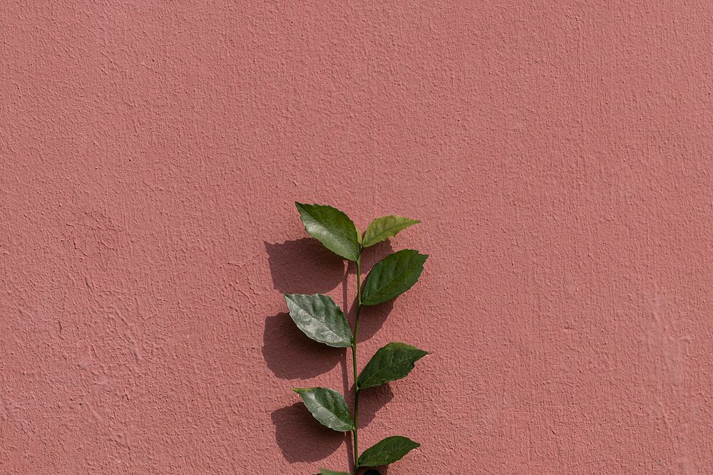 Green plant branch on a painted brick wall in natural light background