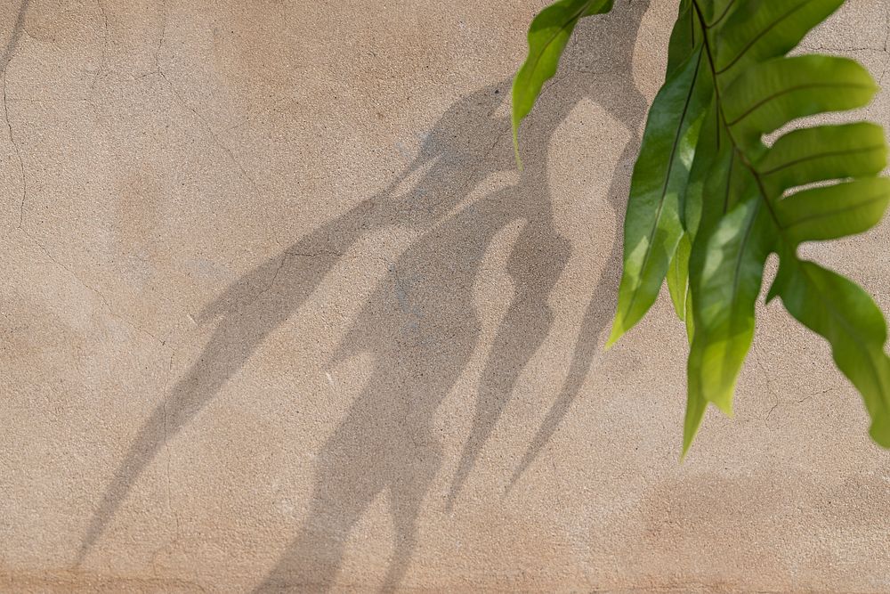 Tropical leave on on a concrete wall