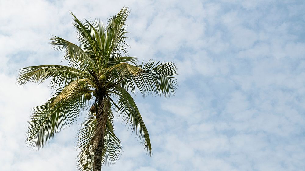 Coconut palm tree on cloudscape backgrounds